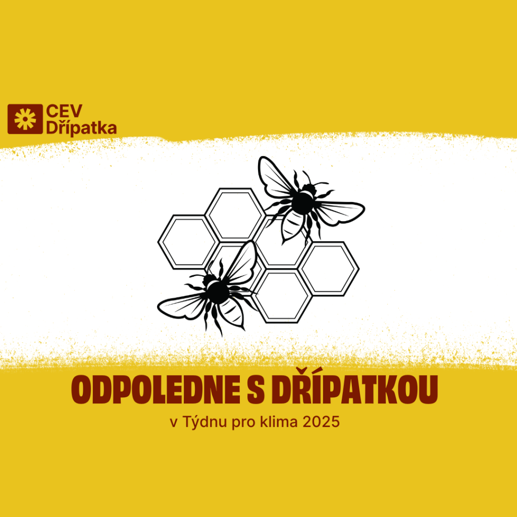 Odpoledne s Dřípatkou