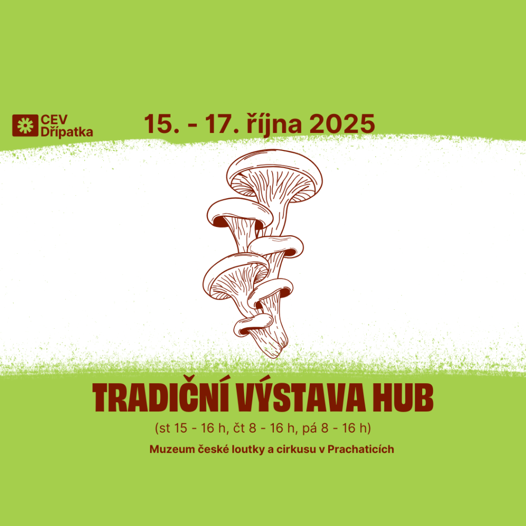 Výstava hub