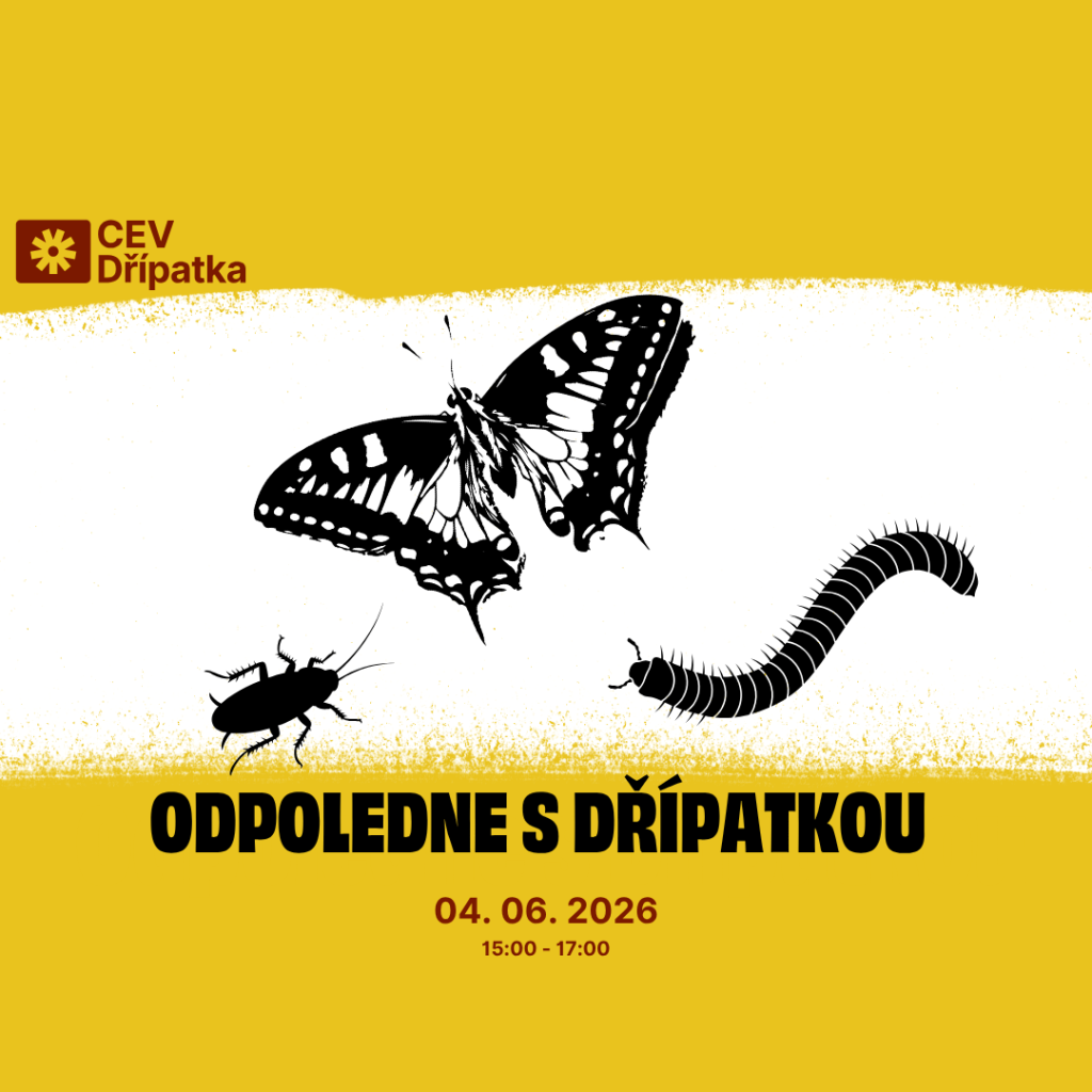 Odpoledne s Dřípatkou