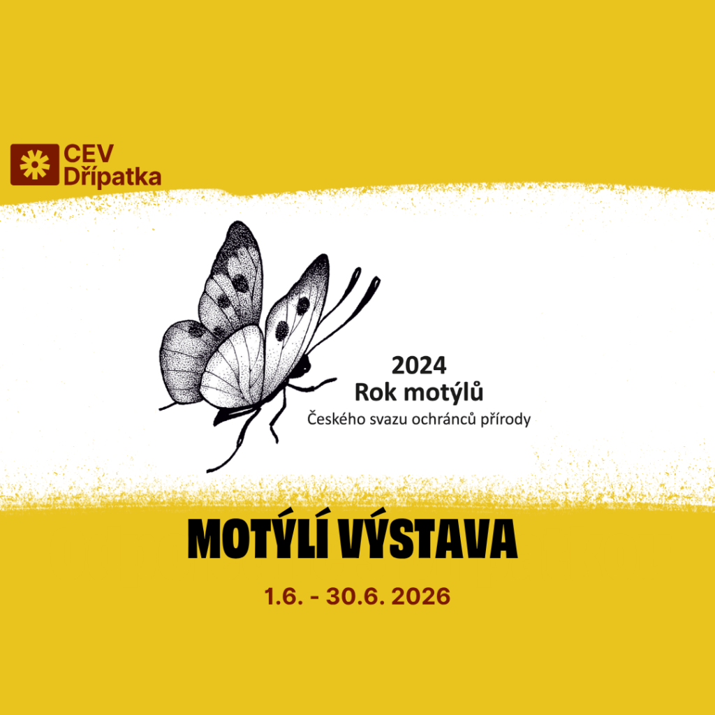 Výstava Motýli