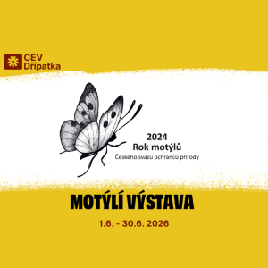 Výstava Motýli